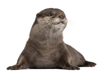 Oriental small-clawed otter, Amblonyx Cinereus, 5 years old