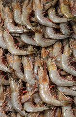 Shrimps