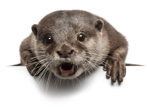 Oriental small-clawed otter, Amblonyx Cinereus, 5 years old