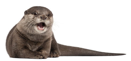 Oriental small-clawed otter, Amblonyx Cinereus, 5 years old