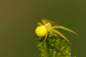 Yellow crab spider on green background - 28084919