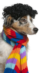 Australian Shepherd puppy wearing a wig and scarf, 5 months old
