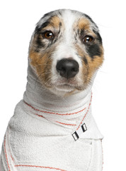 Close-up of Australian Shepherd puppy in bandages, 5 months old