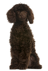 Poodle, 5 months old, sitting in front of white background