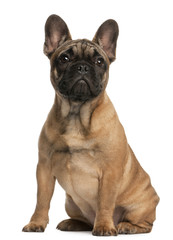 French bulldog puppy, 4 months old, sitting