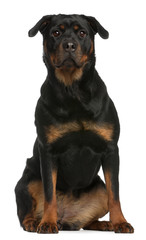 Rottweiler sitting in front of white background