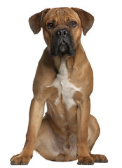 Cane Corso, 9 months old, sitting in front of white background