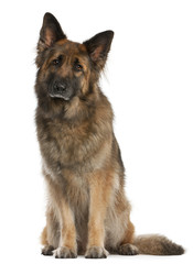 German Shepherd sitting in front of white background