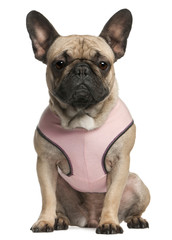 French bulldog wearing pink, 18 months old, sitting