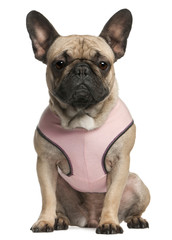 Obraz premium French bulldog wearing pink, 18 months old, sitting