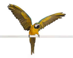 Crédence de cuisine en verre imprimé Perroquet Blue and Yellow Macaw, Ara Ararauna, perched and flapping wings