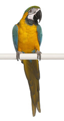 Blue and Yellow Macaw, Ara Ararauna, perched on pole