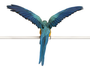 Rear view of Blue and Yellow Macaw, Ara Ararauna, perched