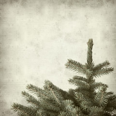 textured old paper background with blue spruce tree