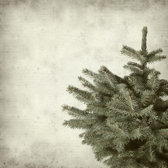 textured old paper background with blue spruce tree