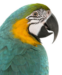 Close-up of Blue and Yellow Macaw, Ara Ararauna © Eric Isselée