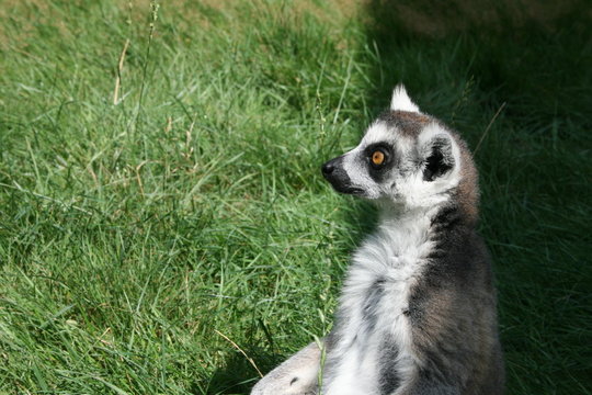 Lemur
