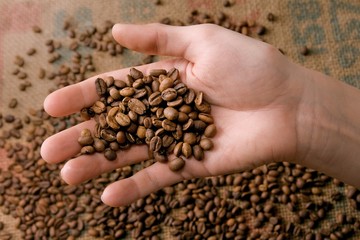 Fototapeta premium Estimating coffee beans