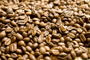 So much coffee beans!