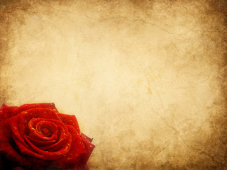 Red rose textured