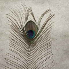 peacock feather