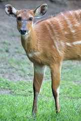 Bohor Reedbuck Antelope