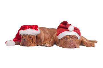 Dogs with Christmas hats
