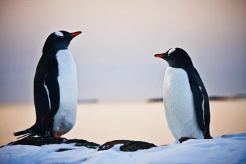 Abwaschbare Fototapete Antarktis zwei identische Pinguine