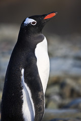 black and white penguin