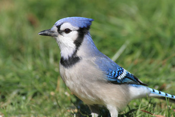 Blue Jay