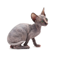 sphinx cat