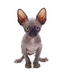 sphinx cat