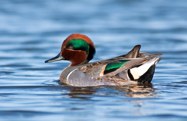 Green Winged Teal Portrait