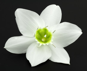 Fototapeta na wymiar biały kwiat lilii z Dziewicy