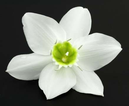 fleur blanche du lis de la Vierge