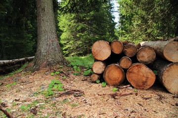 Timber of cut trees, reserve on Frataces plane