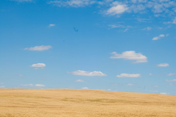 Fototapeta na wymiar Wheat field and blue sky