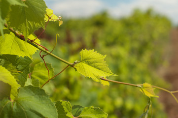 Young Green grapevine in sunlight