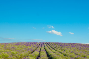 Landscape of lavender meadow