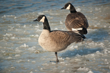 Canada Geese Standing on a Frozen Pond