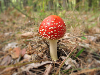 mushroom fly agaric