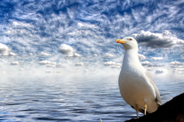 Gabbiano (Isola d'Elba)