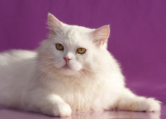 Angora white cat