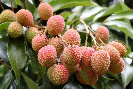 litchi, letchi, litchi sinensis, fruits tropicaux