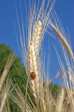 Marienk&auml;fer auf einer Gersten&auml;hre