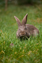 Fototapeta premium bunny on green grass