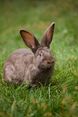 bunny on green grass