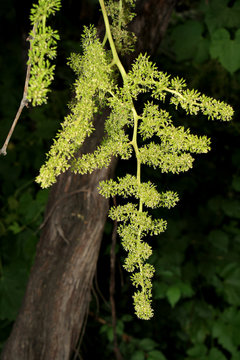 Racimo de uva en flor