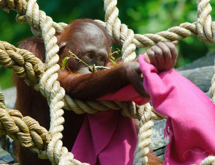 cute baby orangutan © Eric Gevaert