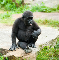 Naklejka premium cute baby gorilla